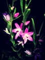 Attachment-1-13.jpeg