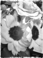 Image-1-46.jpg