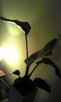 Image301.jpg