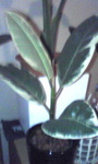 Image310.jpg