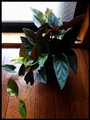Photo1-10.jpg