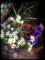 pixlr-24.png
