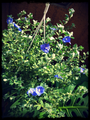 pixlr-32.png