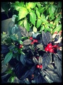 pixlr-33.png